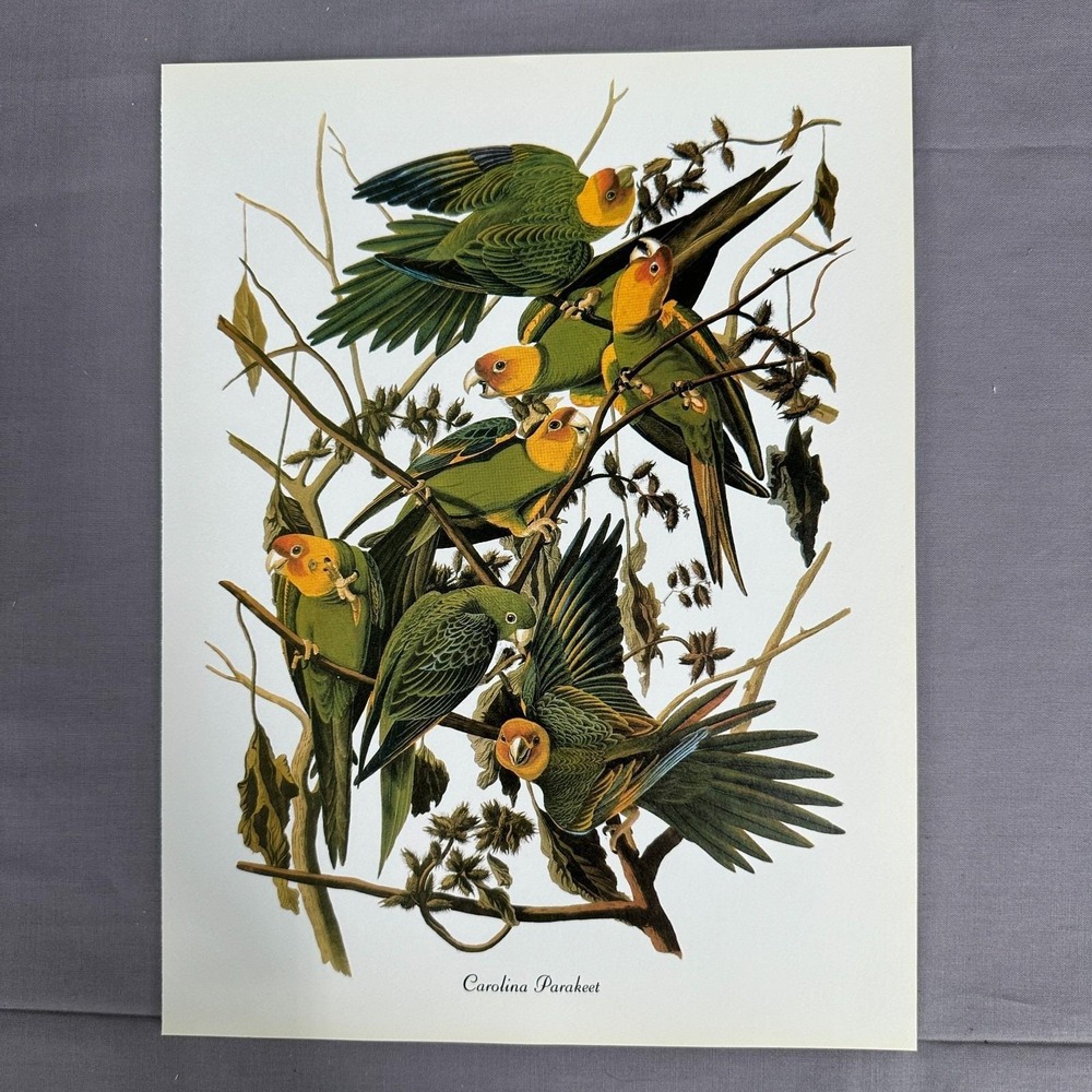 1950 Vintage Print Carolina Parakeet American Bird Art Illustration Audubon 8x11